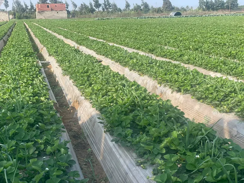 Long rows of strawberry plants growing on raised, mulched beds