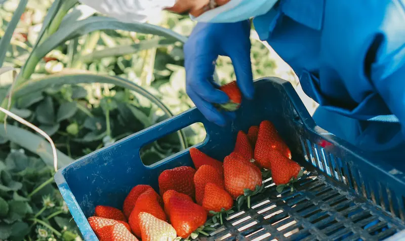 A picker placing freshly harvested strawberries into a blue crate in the field