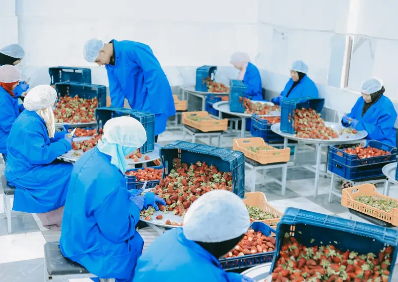 Workers in hygienic clothing sorting strawberries at tables in a bright processing hall
